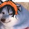 Blue Doge
