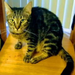 Rose 'Destroyer' Will