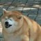 fat shibe