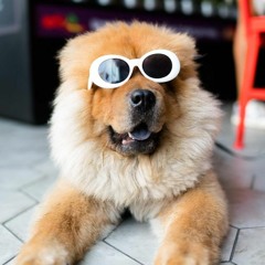 Sleepy Chows
