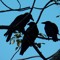 Spooky Crows coliNsOUT