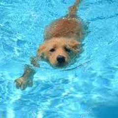 zzerodog
