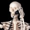 skeledon