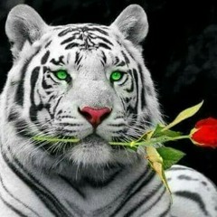 HEART.OF.THELION