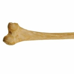 Bone