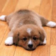 FurryPups Angel
