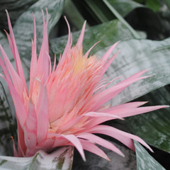 May Zaporteza