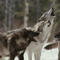WolfPack#1