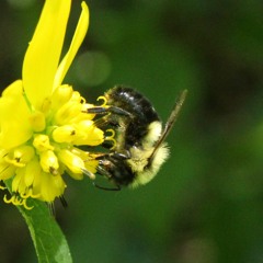 Bumblebee