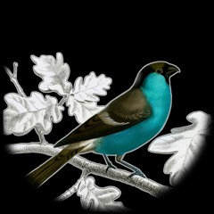Birdbad