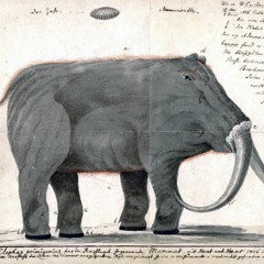 WOOLLY MAMMOTH