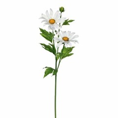 daisyoflife