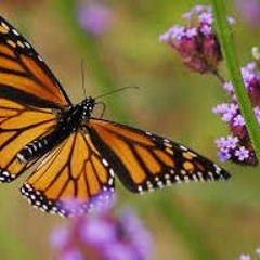 Monarchee