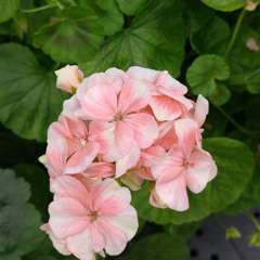 Pinkgal