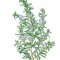 Rosemary