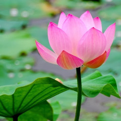 Minh Hổ Lê