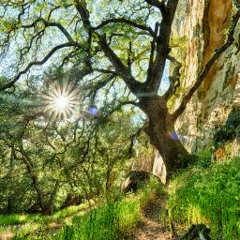 علي البركاتي