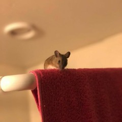 House Mouse Johnson