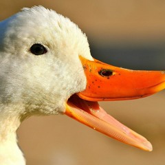 duckysunshine