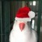 Kodey -