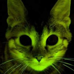 glow cat uwu