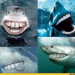 SharkGames