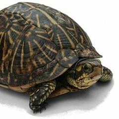 turtlesheck