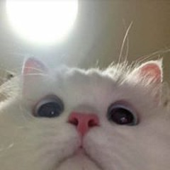 The Upload