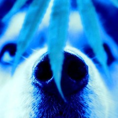 Balto von Q