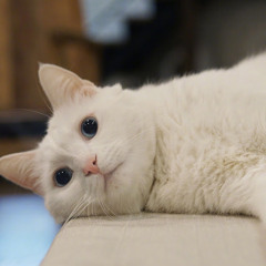 Bluey