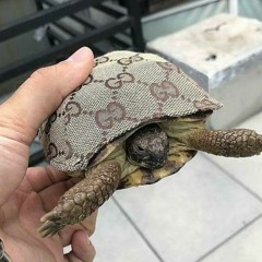 Gucci Turtle