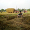 sơn lưu