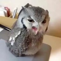 Ma'el
