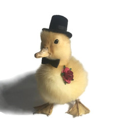 MrQuackers