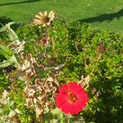 Neema Elabd