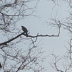 Assamese & Hindi Songs