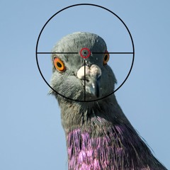 War on Pigeons