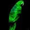 Greenparrotrice
