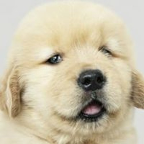 Golden Doggo’s avatar