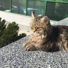 Валерия Яворская