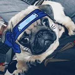 Ninjapug