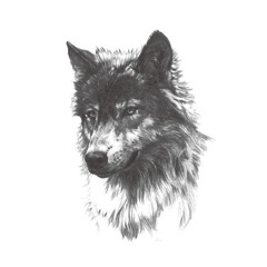 Wilk