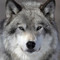 wolf boom