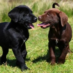 Missing Puppies