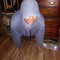 silverback bandit