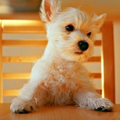 peanut butter puppies