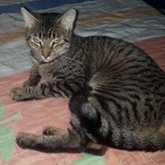 Matias