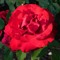 larry ian granby1