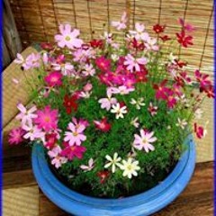 احمدابو بكار بكار