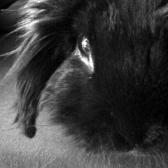 poxi